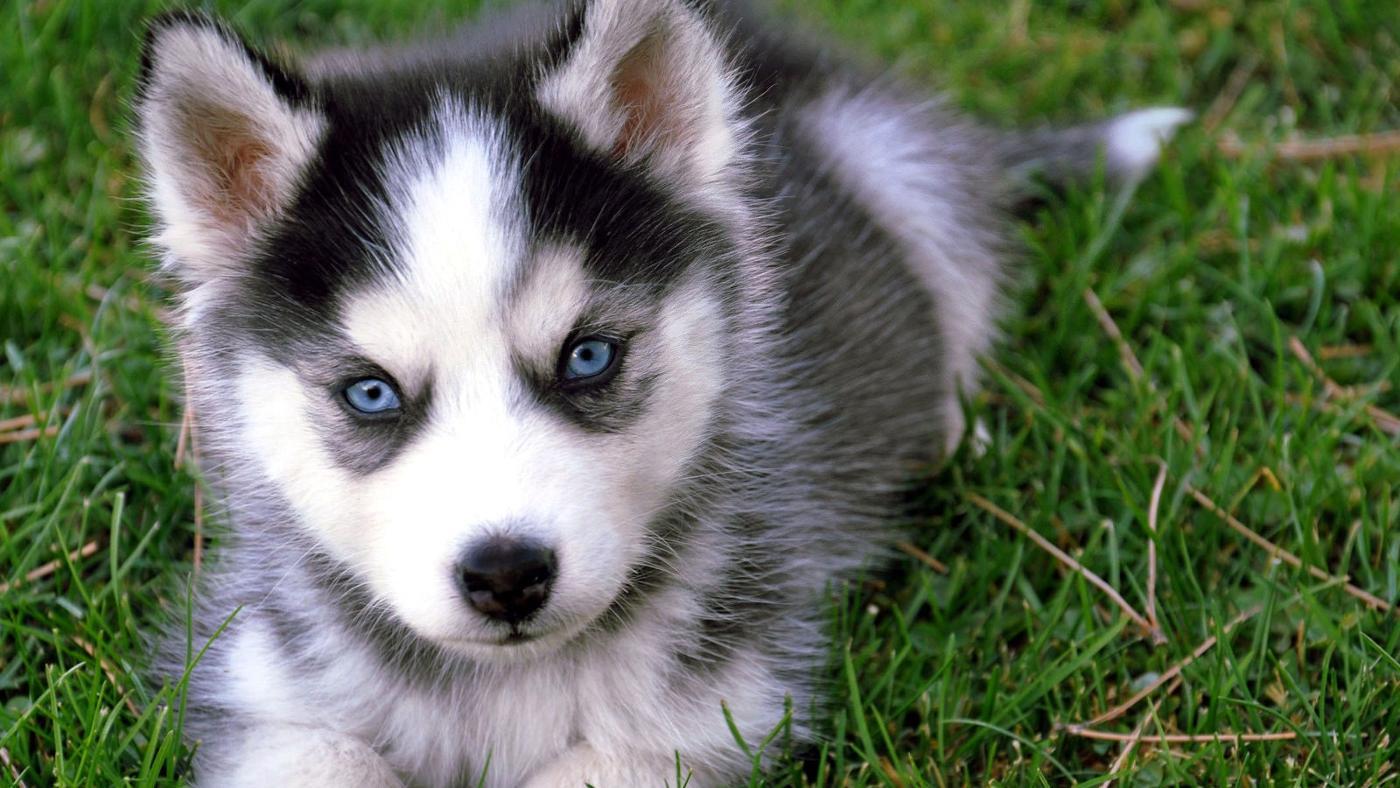 husky puppies up for adoption