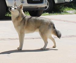 Bay Area/San Fran Alaskan Klee Kai Puppies for Sale & Adoption