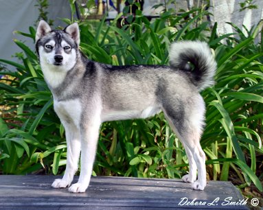 Female Alaskan Klee Kai & Miniature Husky Puppies - California | Nordic ...