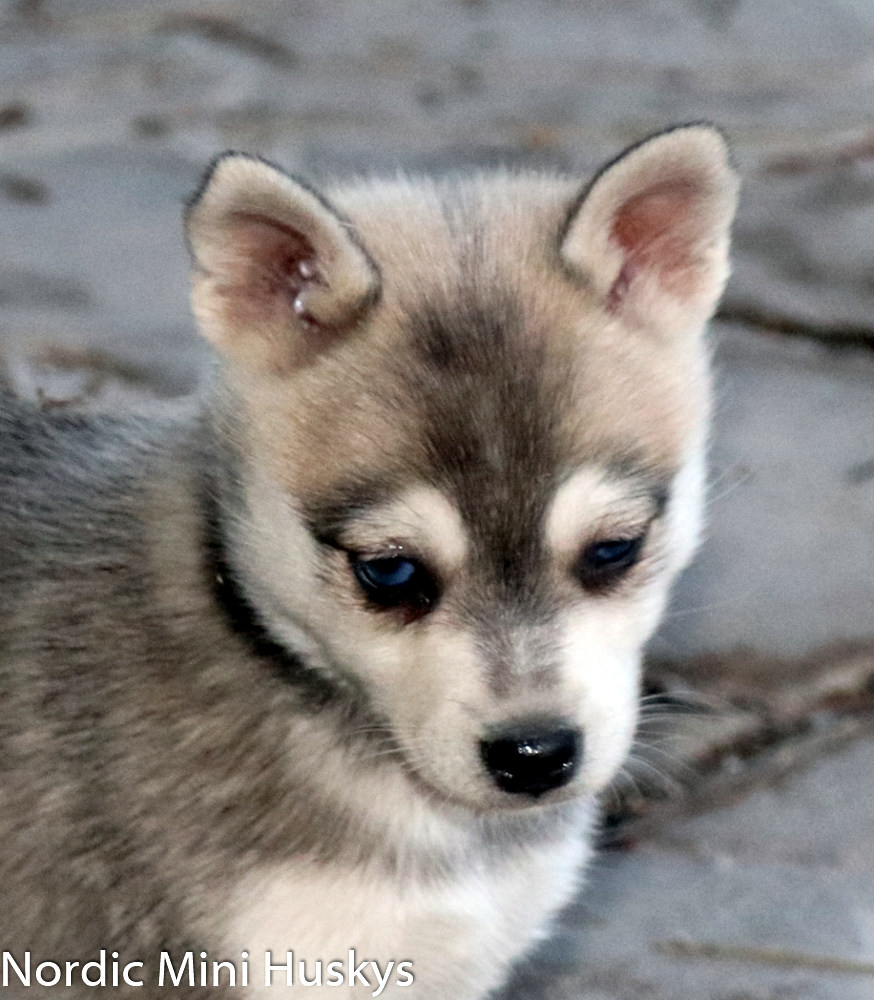 Alaskan Klee Kai Puppies 