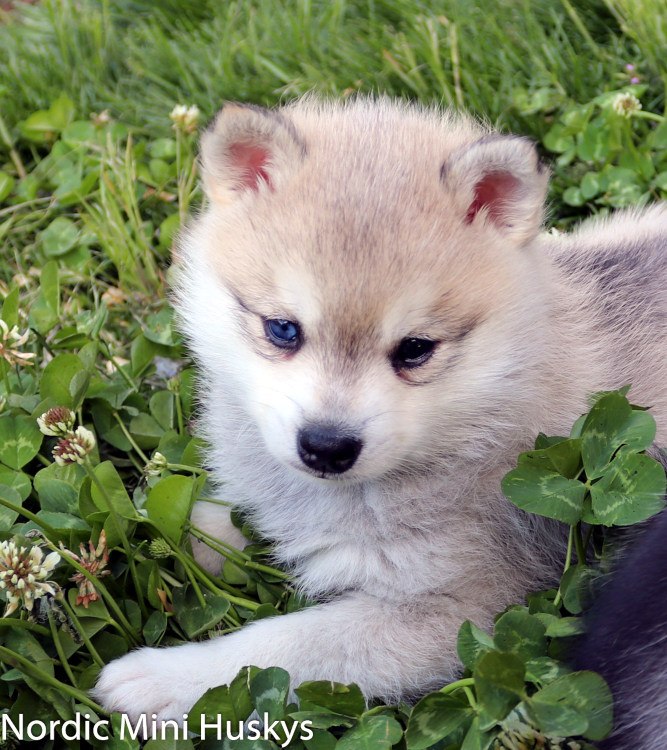 Alaskan Klee Kai Adoption - Seattle & San Fran | Nordic Mini Huskys