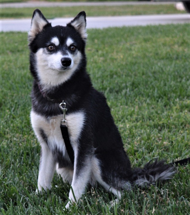 Alaskan Klee Kai