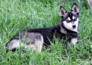 Female - Diana - Alaskan Husky