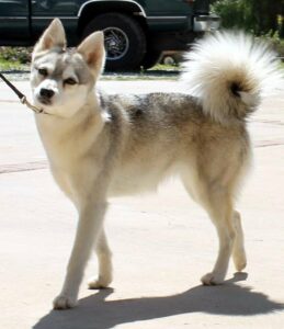 Female - Fortuna - Alaskan Husky