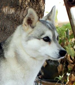 Female - Fortuna - Alaskan Husky
