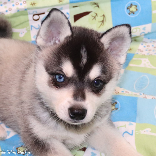 Alaskan Klee Kai Doggies for adoption