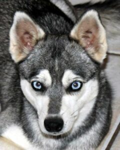 Female - Irene - Alaskan Husky
