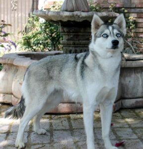 Female - Hermonia - Alaskan Husky