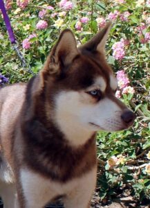 Male - Apollo - Alaskan Husky
