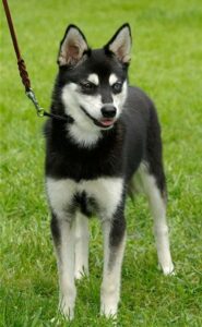 Female - Athena - Alaskan Husky
