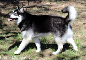Male - PAX - Alaskan Husky