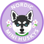 How I Became a Dog Breeder of Alaskan Klee Kai - Nordic Mini Huskys