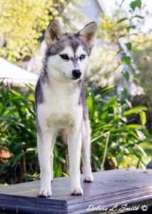 Female - Nyx - Alaskan Husky