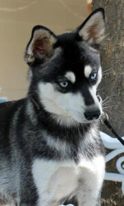Female - Phoebe - Alaskan Husky