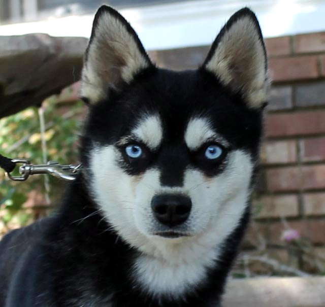 Male - Adonis - Alaskan Husky