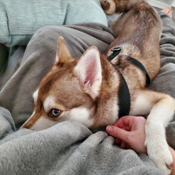 Miniature store husky oregon