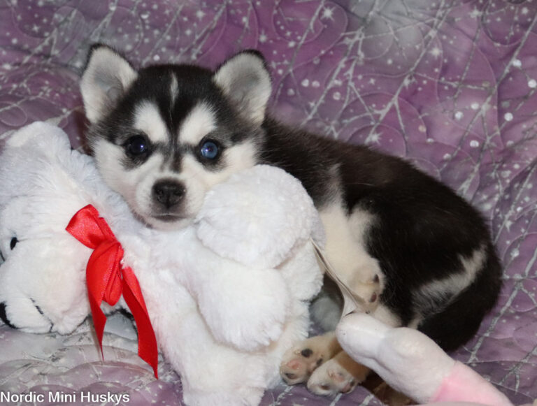 New Alaskan Klee Puppies: Mia