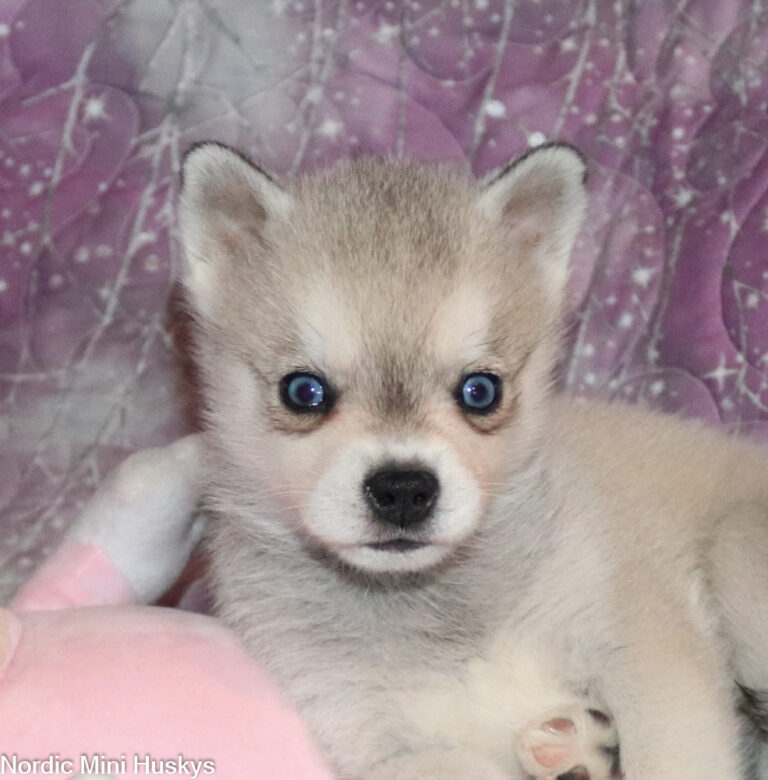 New Alaskan Klee Puppies: Fluff
