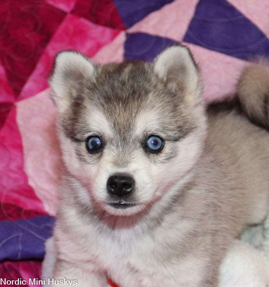 New Alaskan Klee Puppies: Miriam