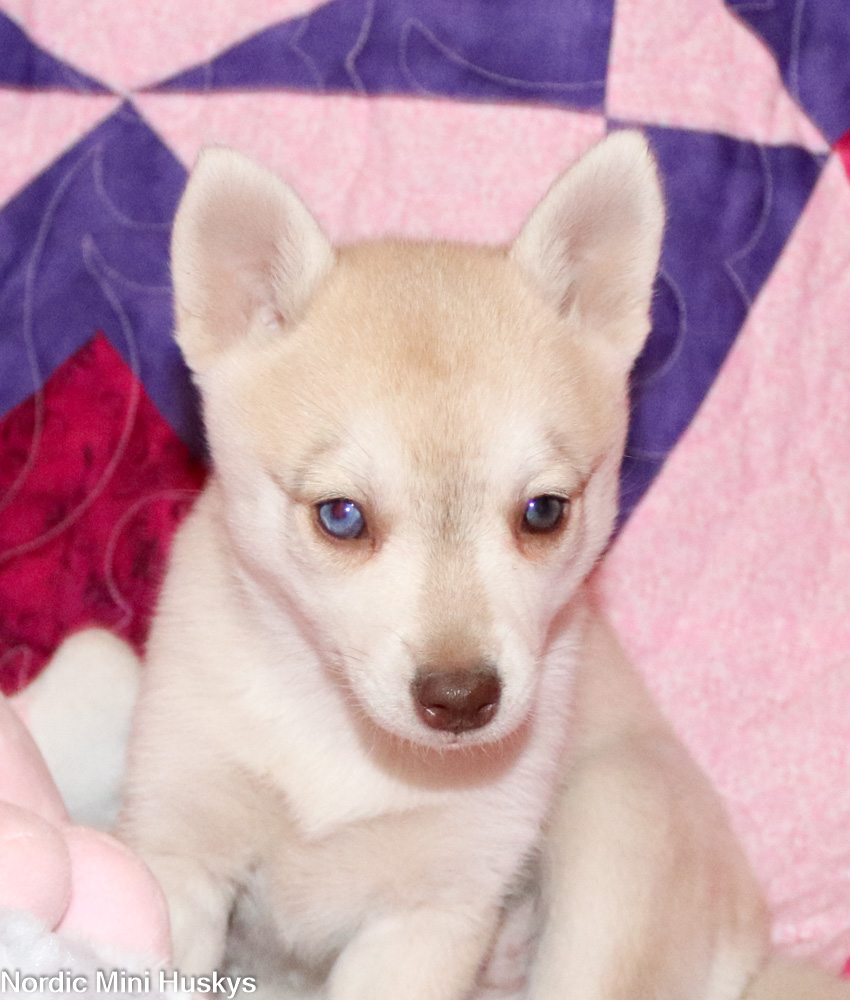 New Alaskan Klee Puppies: Thalia's