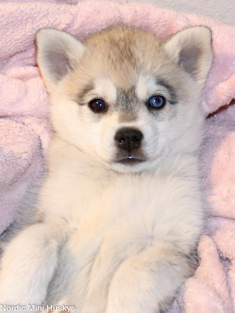 New Alaskan Klee Puppies: Hemoia's