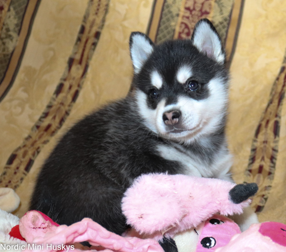 FAQs about Miniature Alaskan Klee Kai Puppies - Nordic Mini Huskys