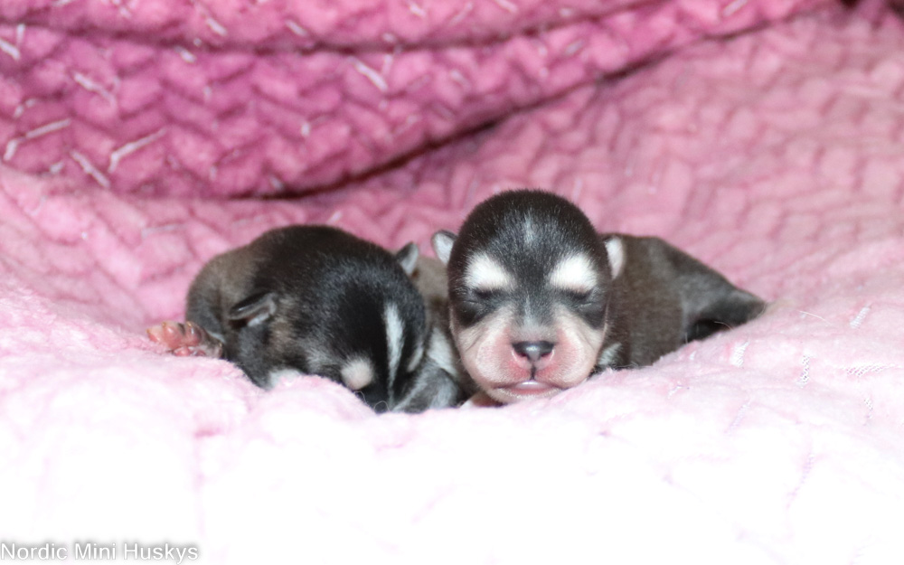 Hemonia's Klee Kai puppies for adoption