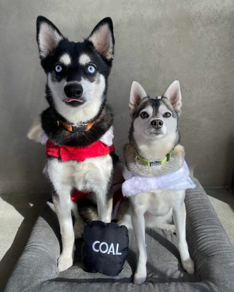 Famous Klee Kai: Riley and Creature