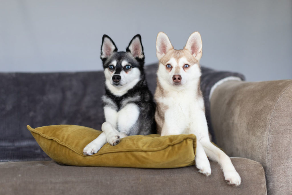 Sky and Cooper from Life With Klee Kai
