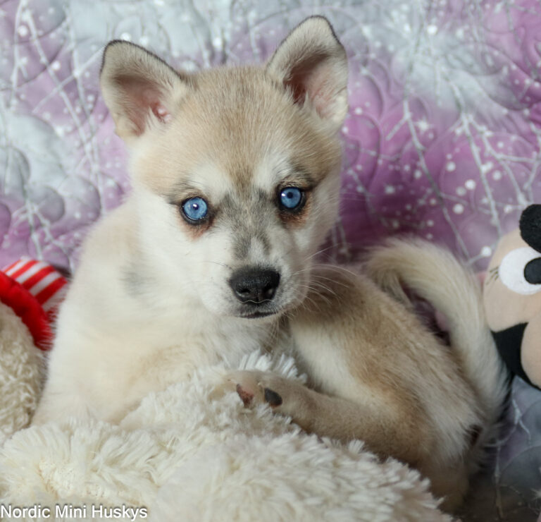 Circe grey and white boy blue eyes