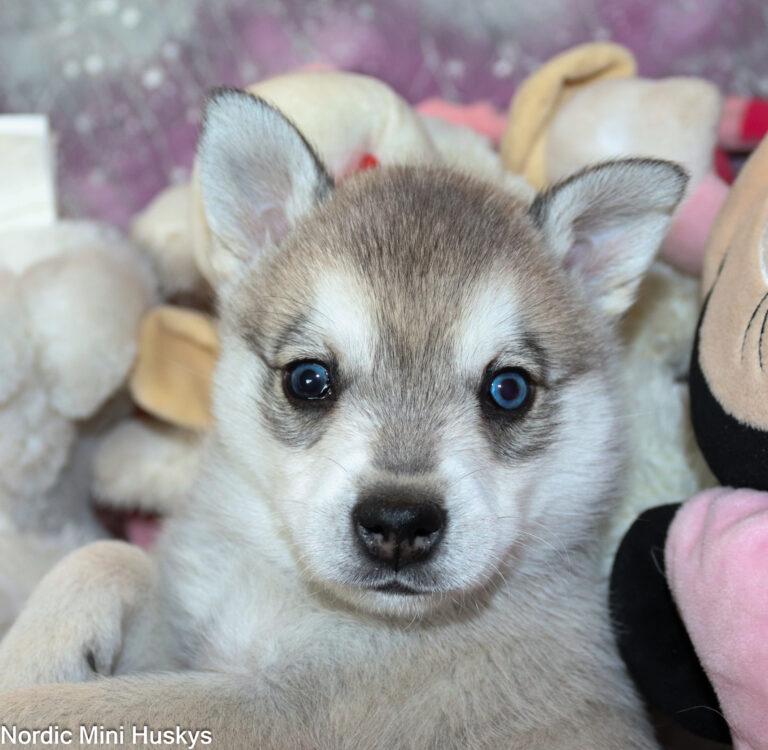 Demeter's Grey and White Boy with One Blue Eye and One Parti-eye