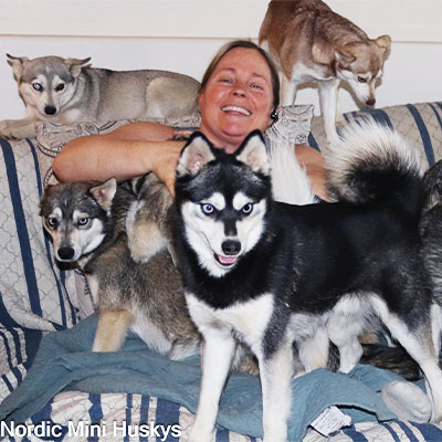 How I Became a Dog Breeder of Alaskan Klee Kai - Nordic Mini Huskys