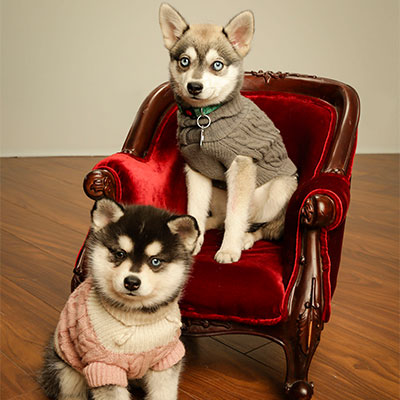 Home Nordic Mini Huskys