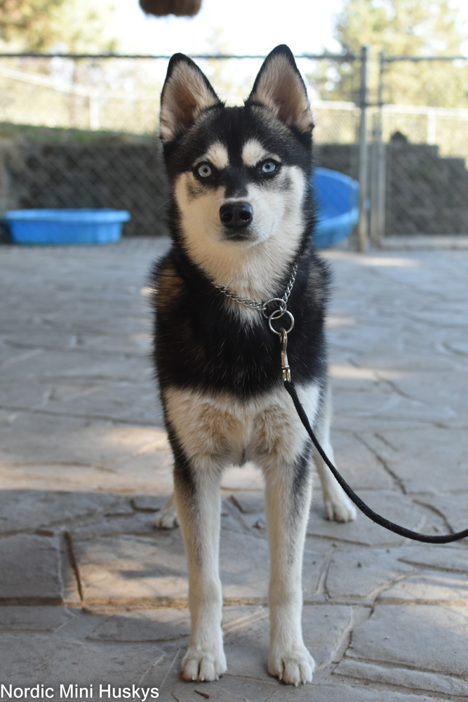 Black And White Alaskan Klee Kai