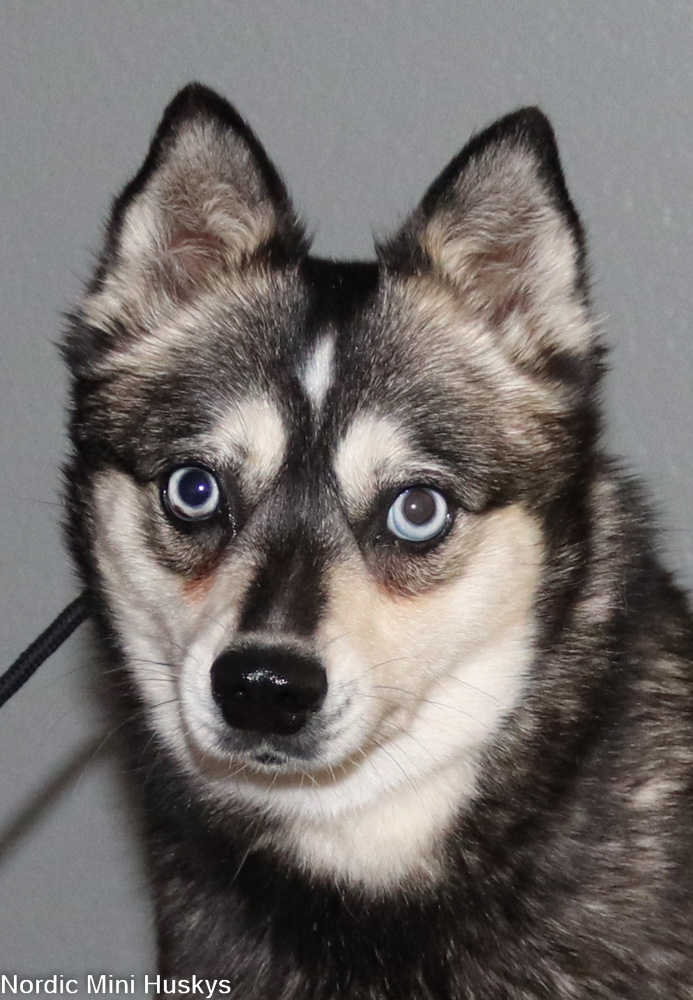 How I Became a Dog Breeder of Alaskan Klee Kai - Nordic Mini Huskys
