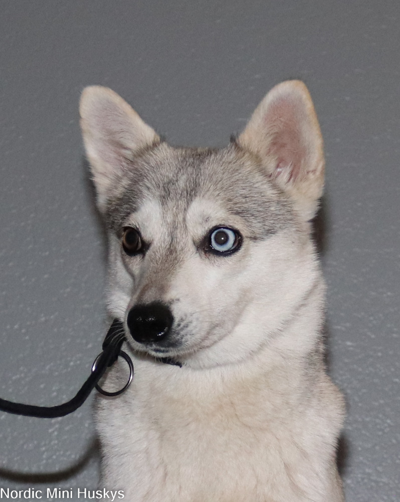 FAQs about Miniature Alaskan Klee Kai Puppies - Nordic Mini Huskys