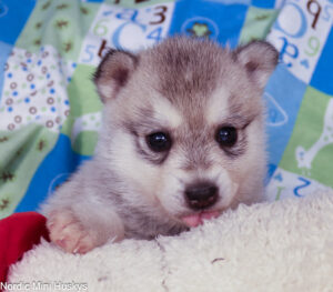 Ellie's Grey and White Brown-Eyed Boy