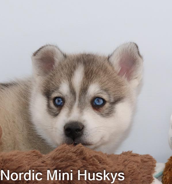 Cassie's Grey And White Blue-Eyed Boy