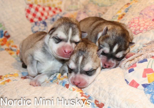 Flora's New Litter of Three Grey and White Boys