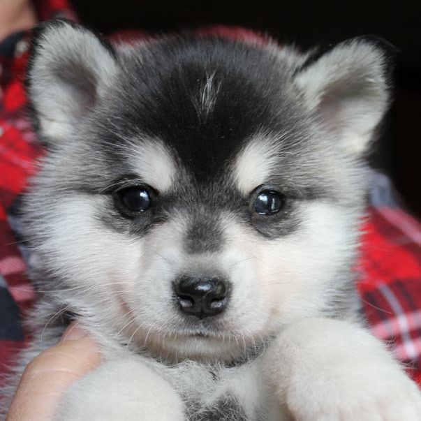 Alaskan Klee Kai Puppies & Miniature Husky Breeder CA and ...