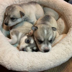 Alaskan Klee Kai Puppies - Colors