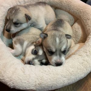 FAQs about Miniature Alaskan Klee Kai Puppies - Nordic Mini Huskys