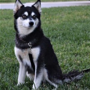 Male - Aries - Alaskan Husky