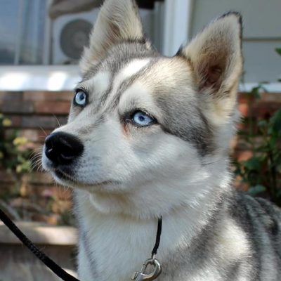 Alaskan Klee Kai - Dog Breed Information